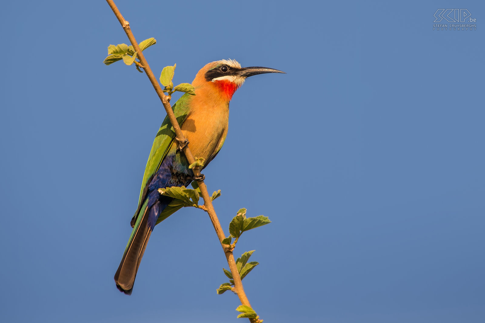 Lower Zambezi - Witkapbijeneter (White-fronted bee-eaters, Merops bullockoides) Stefan Cruysberghs